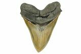 Giant Fossil Megalodon Tooth - Sharply Serrated! #379381-2